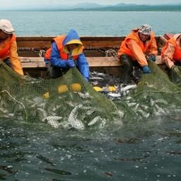 Предприятия хотят ясности с регулированием на лососевую путину