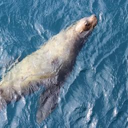На Камчатке проверят влияние «красных приливов» на морских зверей