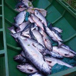 Браконьер на Камчатке при виде рыбоохраны бросил улов