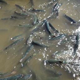 На Чукотке сформировали новые участки для любительской рыбалки