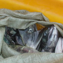 Чукотские участки для любительской рыбалки выставили на торги