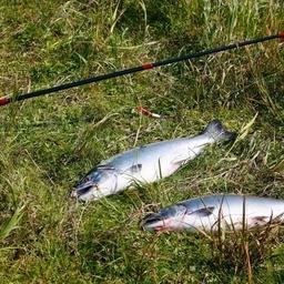 Участки для любительского лова лососей распределят на Камчатке