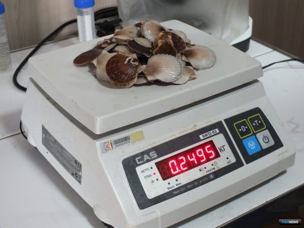 Нефтепорт пополнил природные запасы гребешка в Приморье