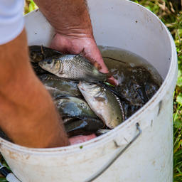 Поволжским аквафермерам хотят доплачивать за рыбопереработку