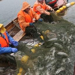 Востоку Сахалина прописали сроки промысла лососей
