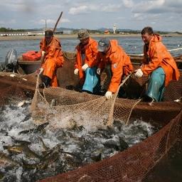 Вышел приказ по мерам регулирования на лососевую путину
