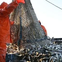 У рыбной отрасли Сахалинской области появится свое министерство