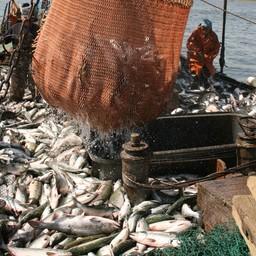 Росрыболовство не видит проблем с вывозом лососей