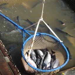 Чукотка остановила промысел лососей в бассейне Анадырского лимана
