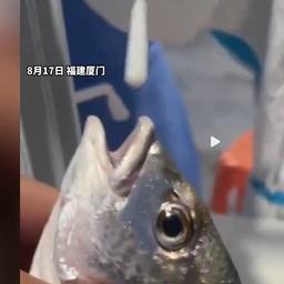 В Китае мазки на COVID-19 начали брать у рыб и крабов