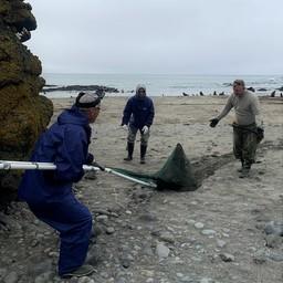 Морских котиков Командоров спасали от пластиковых «оков»
