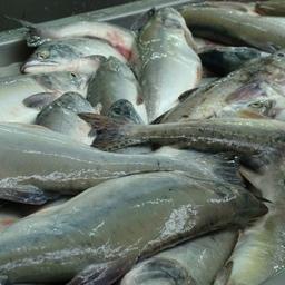 Росрыболовство отмечает стабильность в поставках лосося