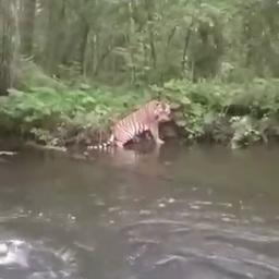 Приморца на рыбалке навестил тигр