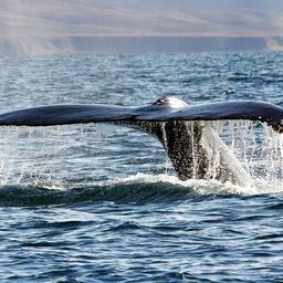 Чукотских китов посчитали ученые