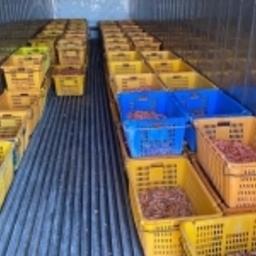 В столице Приморья расследуют дело о «беспаспортных» морепродуктах