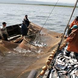 Уловы лосося в Сахалинской области выше, чем в 2020 году