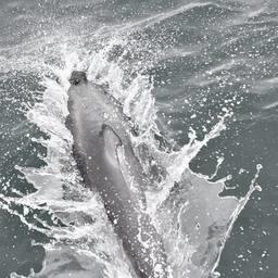 В Охотском море посчитали китов, дельфинов и тюленей