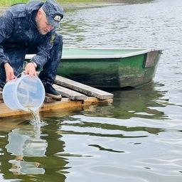 Запасы Рыбинского водохранилища стали пополнять судаком