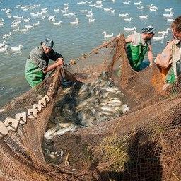 Астраханским рыбакам предстоит экстренная перерегистрация флота 
