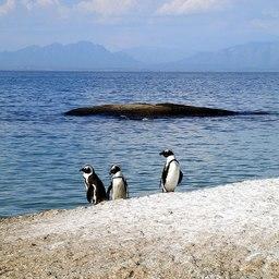 ЮАР ограничила свое рыболовство для защиты пингвинов