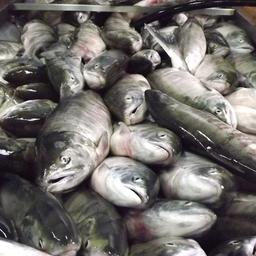ВАРПЭ высказалась по поводу идеи запретить экспорт лосося