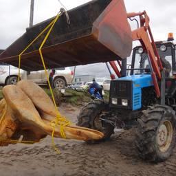 Музей «Онежского Поморья» получит скелет редкого кита