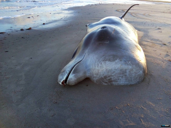 Музей «Онежского Поморья» получит скелет редкого кита