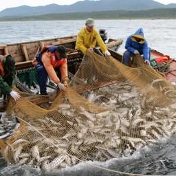 Сахалинская область работает на лососе с прибавкой