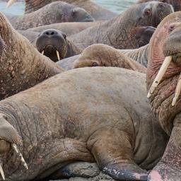Лежбище моржей на Ямале собираются взять под особую охрану