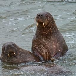 Лежбище моржей на Ямале собираются взять под особую охрану