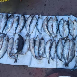 Нелегальная рыбалка на Таймыре привела к уголовному делу