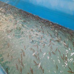Карельские рыбоводы закрыли сезон по сиговым