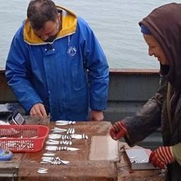 Рыбные запасы Азовского моря проверили ученые