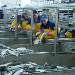 В рыбной отрасли Камчатки вновь определят лучших