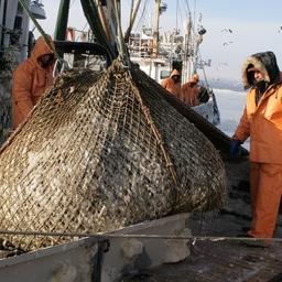 Рыбная отрасль Сахалина и Курил показала уверенный рост по всем показателям