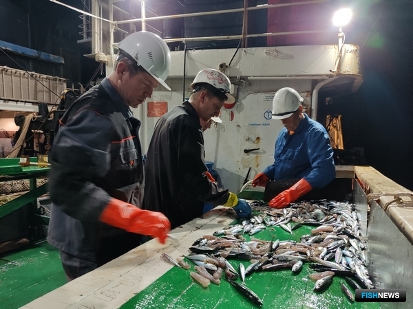 Наука провела мониторинг пелагической рыбы в зоне Марокко