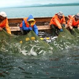 Рабочую группу по лососевым участкам рассчитывают собрать до праздников