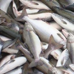 На Камчатке перед судом предстанут лососевые браконьеры