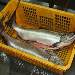 Торги по участкам для любительской рыбалки на Сахалине и Курилах отменили
