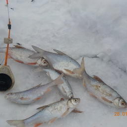Наука оценивает объемы любительской рыбалки в Алтайском крае