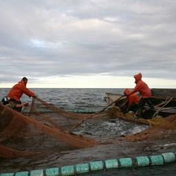 Большая «лососевая реформа»