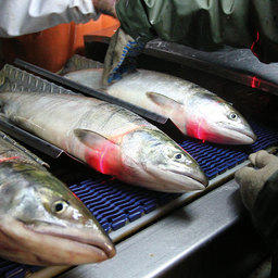 Производители Хабаровского края предложили распространить вычет на лососей
