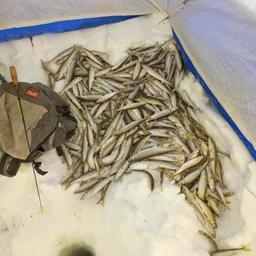 На Камчатке специалисты изучили ситуацию с корюшкой — любимицей рыболовов