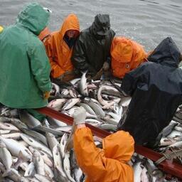 В Камчатском крае считают важным учесть социальный вклад добытчиков лосося