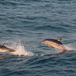 Наука и НКО составили план помощи дельфинам