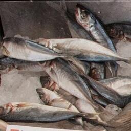 Рыбаки получили квоты на промысел ставриды в ЮТО