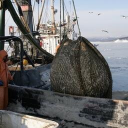Рыбаки «закрыли» зиму с прибавкой