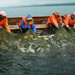 Для лососевой путины предложили дополнительные меры регулирования