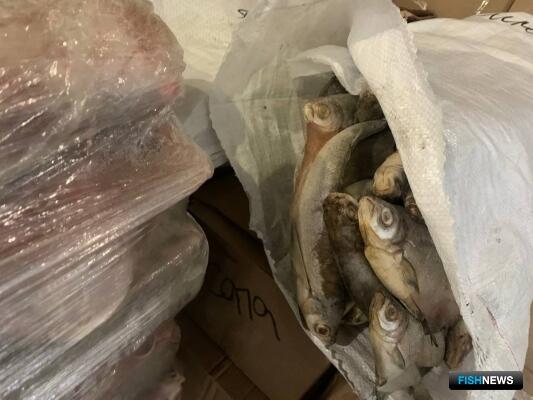 В Нижнем Поволжье огласят приговор за нелегальную рыбу В Нижнем Поволжье огласят приговор за нелегальную рыбу