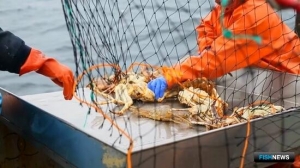 Актуальный вопрос крабовых аукционов предлагают вынести на площадку Совета Федерации Актуальный вопрос крабовых аукционов предлагают вынести на площадку Совета Федерации